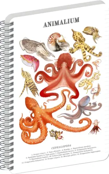 NOTIQUE Animalium – Hlavonožci / Spirálový blok / linkovaný / A5