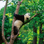 Nástěnný poznámkový kalendář 2026 NOTIQUE - Pandy, 30 x 30 cm