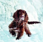 Nástěnný poznámkový kalendář 2026 Helma - Dogs
