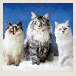 Nástěnný kalendář 2027 Helma Cats