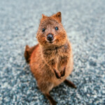 Nástěnný poznámkový kalendář 2026 NOTIQUE - Úsměv, prosím, 30 x 30 cm