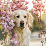 Nástěnný poznámkový kalendář 2026 NOTIQUE - Psi, 30 x 30 cm