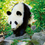 Nástěnný poznámkový kalendář 2026 NOTIQUE - Pandy, 30 x 30 cm