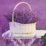 Nástěnný poznámkový kalendář 2026 NOTIQUE - Provence, 30 x 30 cm