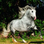 Nástěnný poznámkový kalendář 2026 Helma - Horses