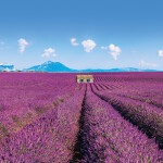 Nástěnný poznámkový kalendář 2026 NOTIQUE - Provence, 30 x 30 cm