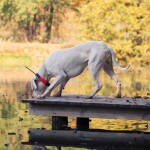 Obojek pro dalšího psa DOG GPS X25T- zelená