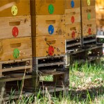 Včelařství Domovina Meruňky medu Hmotnost: