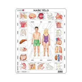 DINO Puzzle naše tělo