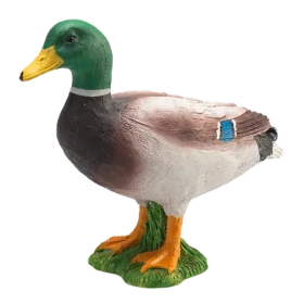 Mojo Kachna divoká kačer