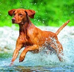 Nástěnný poznámkový kalendář 2026 Helma - Dogs