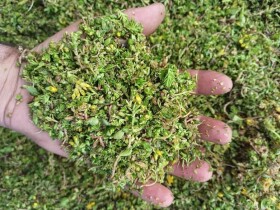 Řízky rozchodníků – SedumTopMix S/5 - 1 kg (pro 6-7 m²)