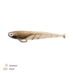 Zeck Gumová nástraha Zander Quappie 15cm - Sandman,Zeck Gumová nástraha Zander Quappie 15cm - Sandman