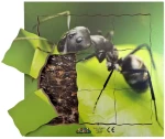 Just Jigsaws 646 Mravenec a jeho životní cyklus - dřevěné vrstvené puzzle