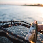 Zeck Přívlačový podběrák Folding Rubber Net M,Zeck Přívlačový podběrák Folding Rubber Net M