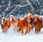 Nástěnný poznámkový kalendář 2026 Helma - Horses