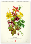 Nástěnný kalendář 2026 NOTIQUE - Vintage plakáty – herbář, 33 x 46 cm