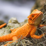 Safari Ltd. Safari Ltd. Figurka - Agama vousatá