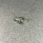 Pinarna.cz Červená mašle