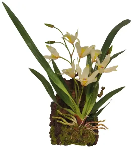 Lucky Reptile Jungle Plants kvetoucí Závěsná orchidej - bílá cca 20x30 cm (FP-64616)