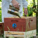 Včelařství Domovina Chilli medu Hmotnost: