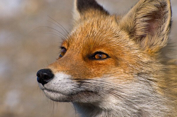 Pohlednice 3D - Liška