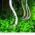 Nástěnný kalendář 2026 Helma - Les