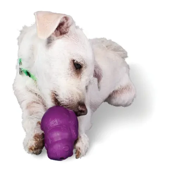 PetSafe Squirrel Dude S / Hračka pro psa / Vhodná pro psy s váhou od 4.5 - 9 kg (BG-BB-SQRL-S-11)