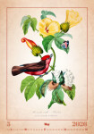 Nástěnný kalendář 2026 Helma - Aviarium, 31,5 x 45 cm