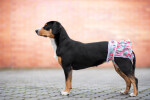 Beta hárací kalhotky pro psa volánkem Barva: Obvod slabin (cm):
