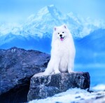 Nástěnný poznámkový kalendář 2026 Helma - Dogs