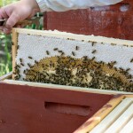 Včelařství Domovina Ovocné mámení 6x75 g ochucené medy rybíz, malina, borůvka, višeň jahoda, brusinka