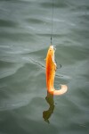 Fox Rage Gumová nástraha Ultra Realistic Replicant Catfish Golden Wels - 15cm 51g,Fox Rage Gumová nástraha Ultra Realistic Replicant Catfish Golden We