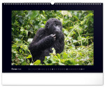 Kalendář 2025 nástěnný: Impozantní gorily, 48 33 cm
