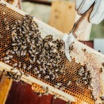 Včelařství Domovina Startovací sada