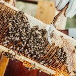 Včelařství Domovina Kakao se skořicí medu Hmotnost: