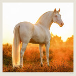 Nástěnný kalendář 2027 Helma Horses