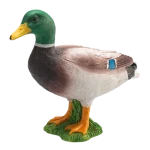 Mojo Kachna divoká kačer