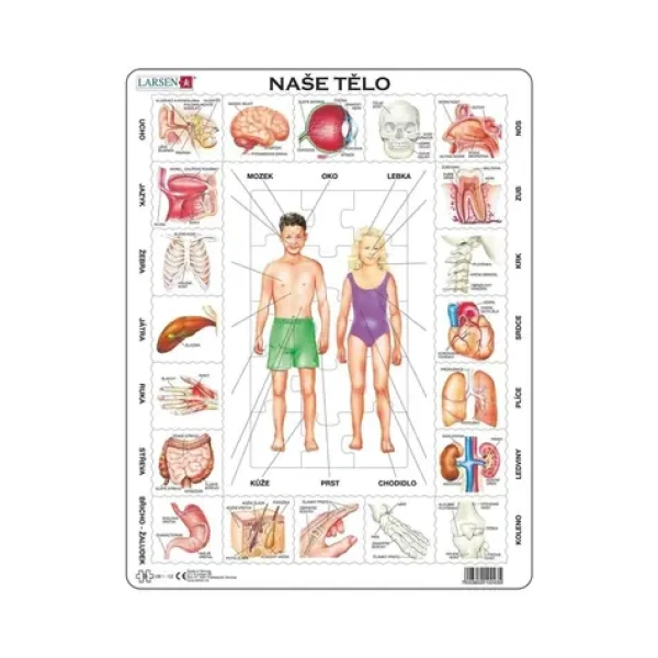 DINO Puzzle naše tělo