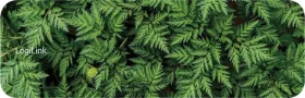 LogiLink ID0169 / Podložka pod zápěstí zelená (ID0169)