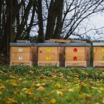 Včelařství Domovina Dětská svačinka dárkové balení Mašlička 3x75 g ochucené medy kakao, malina, jahoda