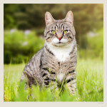 Nástěnný kalendář 2027 Helma Cats