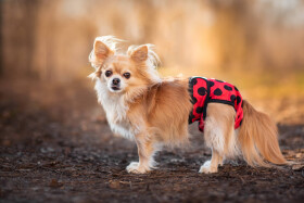 Gama hárací kalhotky pro psa Barva: Červená, Obvod slabin (cm):