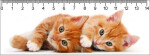 Pravítko 3D Two Ginger Kitten