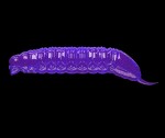 Libra Lures Goliath Purple with Glitter - 3cm 15ks,Libra Lures Goliath Purple with Glitter - 3cm 15ks