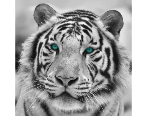 Obraz na zeď Tygr, černobílý, 35x35 cm