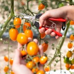 Sklízecí nůžky FELCO 322