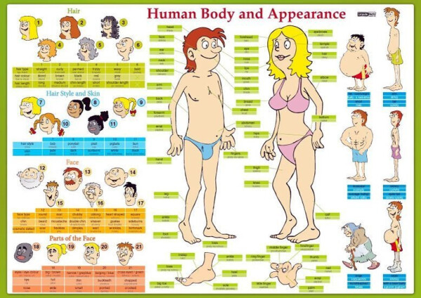 Human Body and Appearance