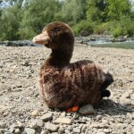 Plyšová kachna 23 cm, ECO-FRIENDLY