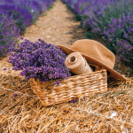 Nástěnný poznámkový kalendář 2026 NOTIQUE - Provence, 30 x 30 cm